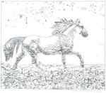 koně II